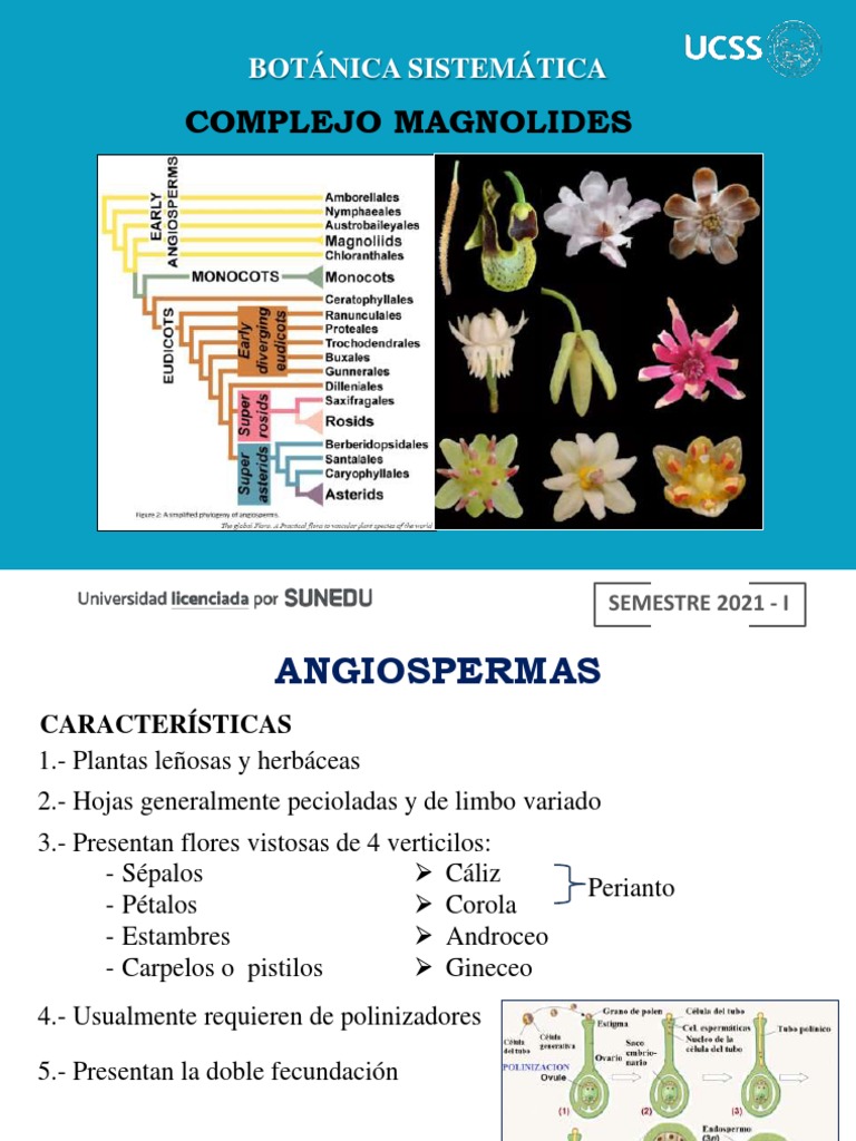 Bot Sist-2 Magnoliides | PDF | Flores | Hoja