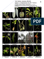 954 Brazil Plants of Cuieiras River 0