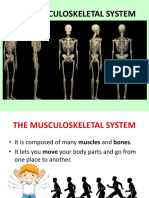 The Musculoskeletal System Explained