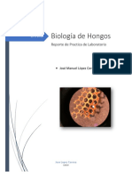 Practica de Laboratorio (REPORTE)