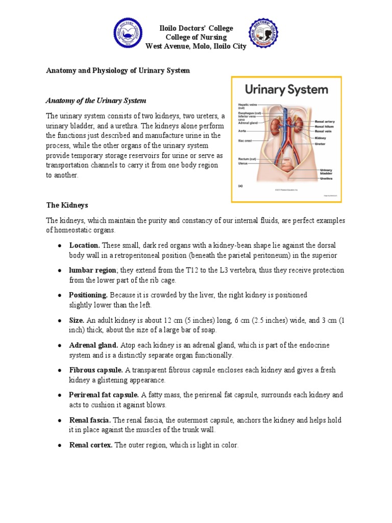 Anatomy and Physiology of the Kidneys | PDF | Kidney | Urinary System
