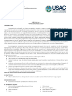 Práctica No. 1 Tipos de Reproducción - PDF Descargar Libre