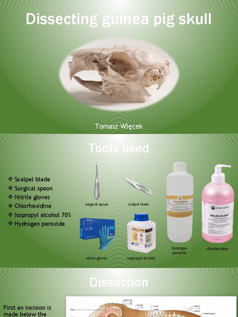 Guinea Pig Skull Diagram