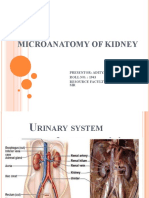 Microanatomy of Kidney-1