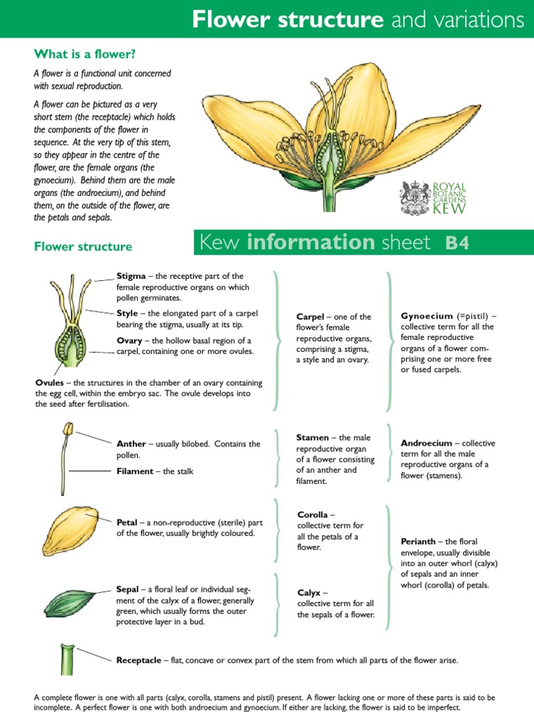 Flower Structure | Flowers | Reproductive System