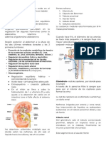 Funcion Renal