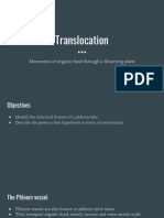 Translocation Through Phloem Tubes