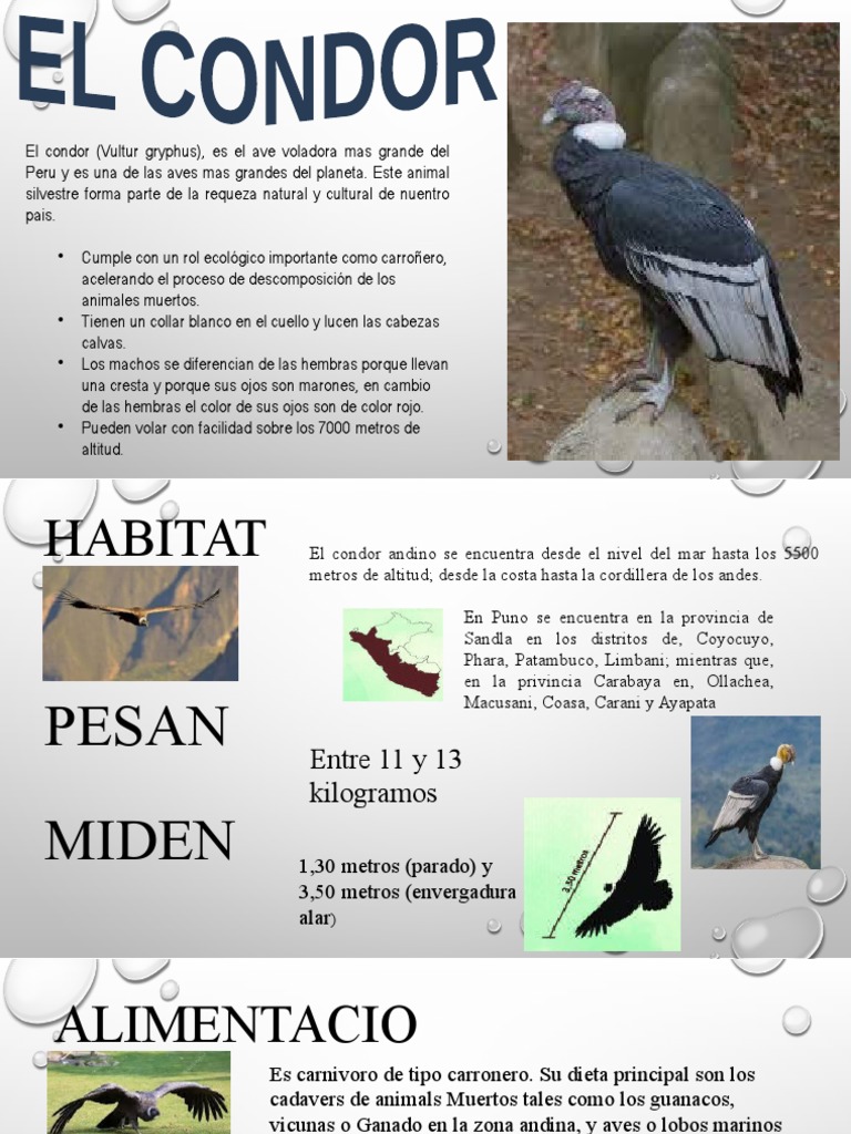 Infografía del Cóndor Andino para Niños | PDF