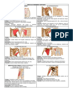 Músculos Miembro Superior