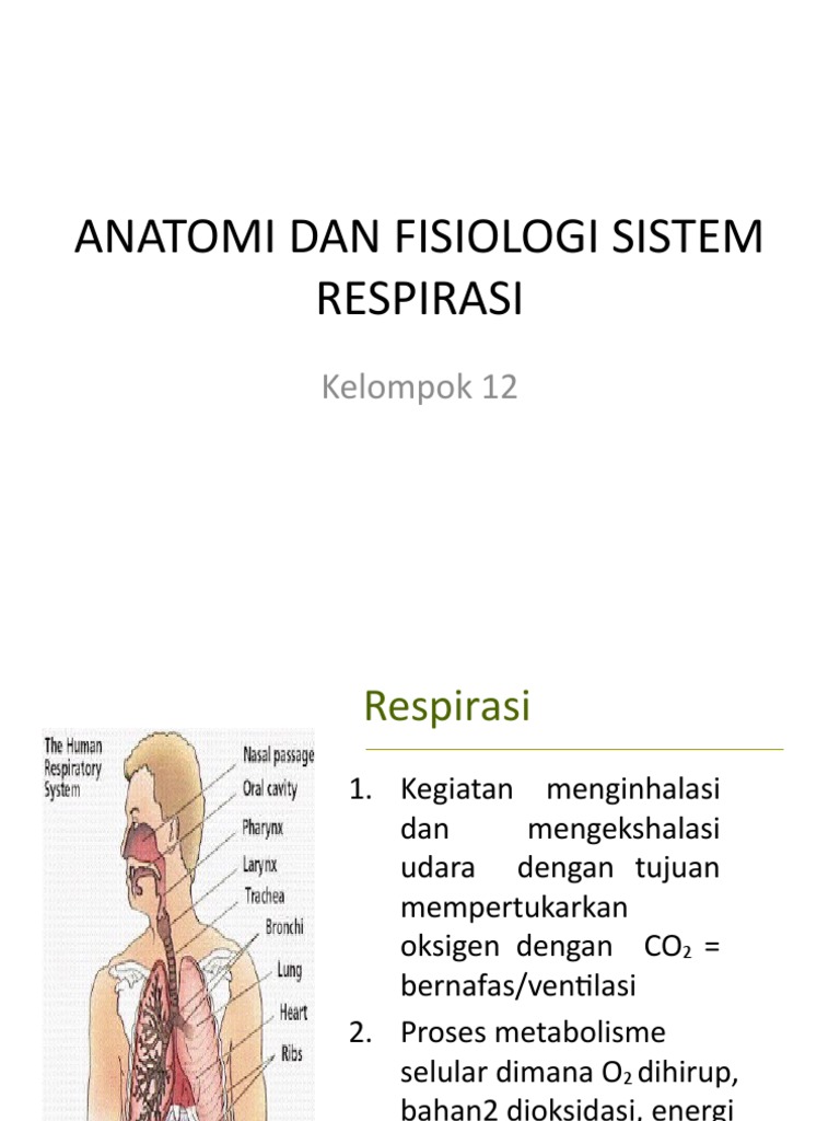 Anatomi Dan Fisiologi Sistem Respirasi | PDF