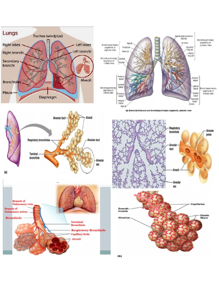 RESPIRATORY SYSTEM IMPORTANT FACTS intelligence overview