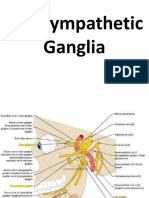 HNF - Parasympathetic Ganglia