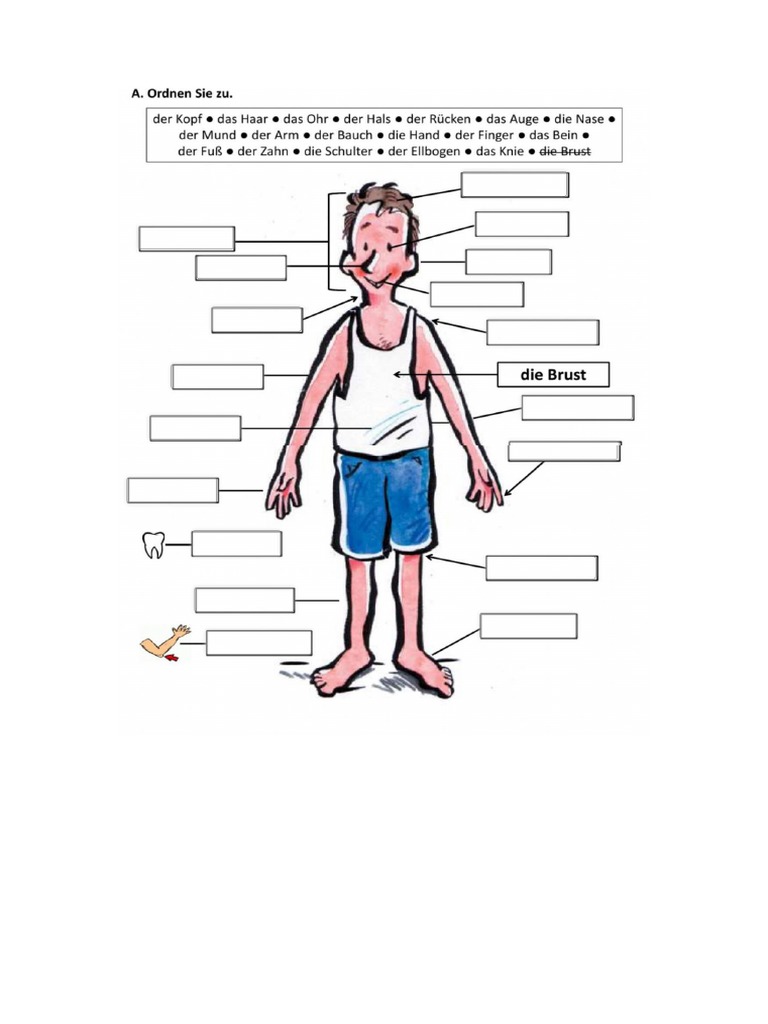 Korperteile Ubung PDF