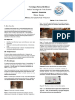 Practica No.4-Mitosis