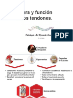 Estructura y Función de Los Tendones.