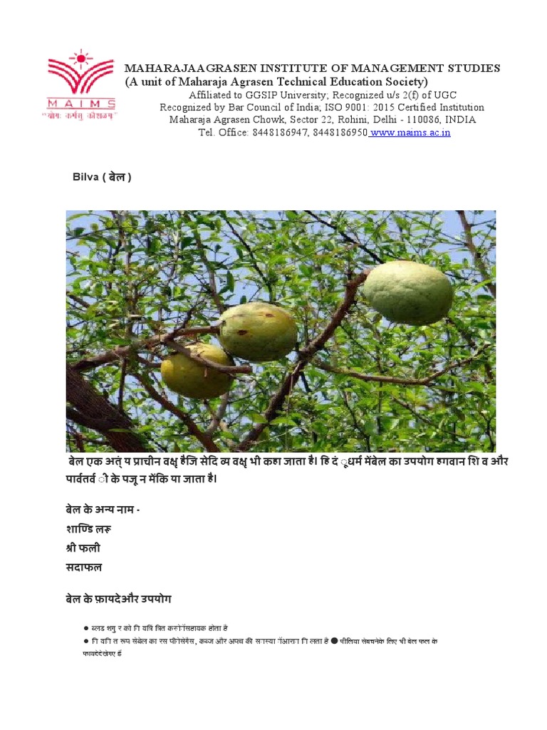 The Many Benefits of Bilva A Comprehensive Look at the Medicinal Properties and Uses of the