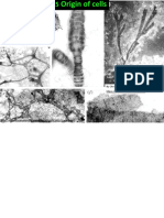 1.5 - Origin of Cells