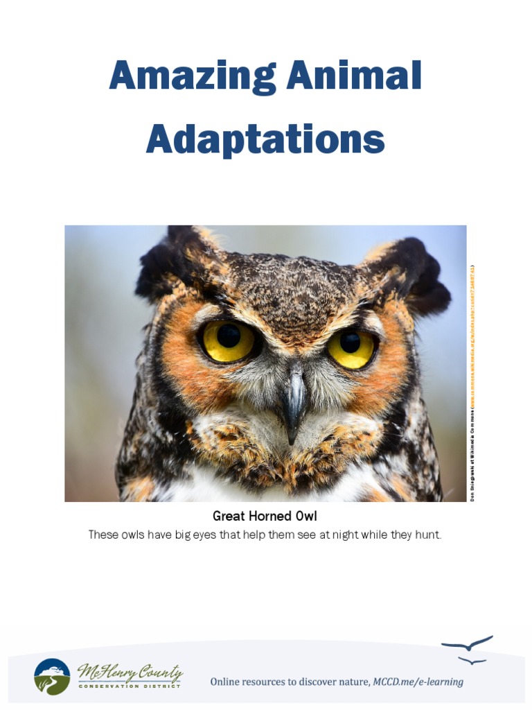 Amazing Animal Adaptations PDF Adaptation Spider