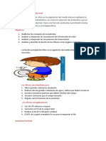 Fisiología Renal