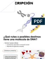 Transcripción Del Dna