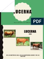 LUCERNA