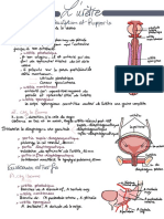 L Urètre