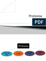 Protozoa