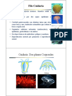 BIO1221-Clase Cnidaria Upld