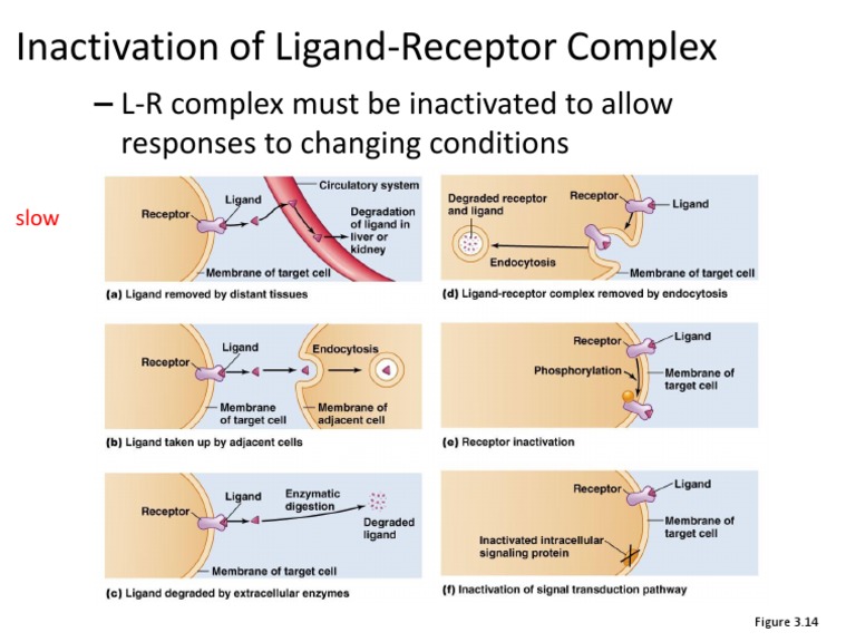 Inactivation of Ligand-Receptor Complex Slide 34 Lecture 4 | PDF