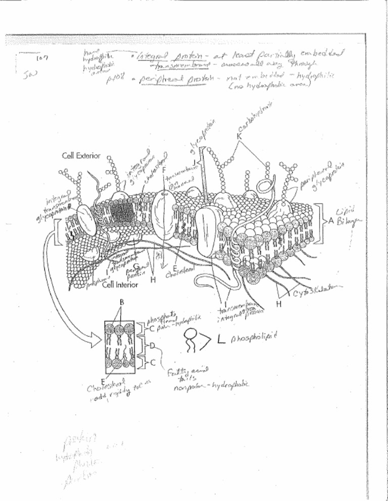 Cell Membrane Diagram Key | PDF