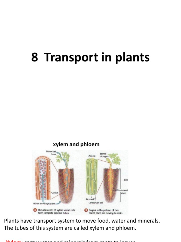 Plant Transport System Overview | PDF | Leaf | Stoma