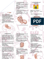 TRIPTICO Desarrollo Del Feto