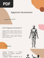 Apparato locomotore 
