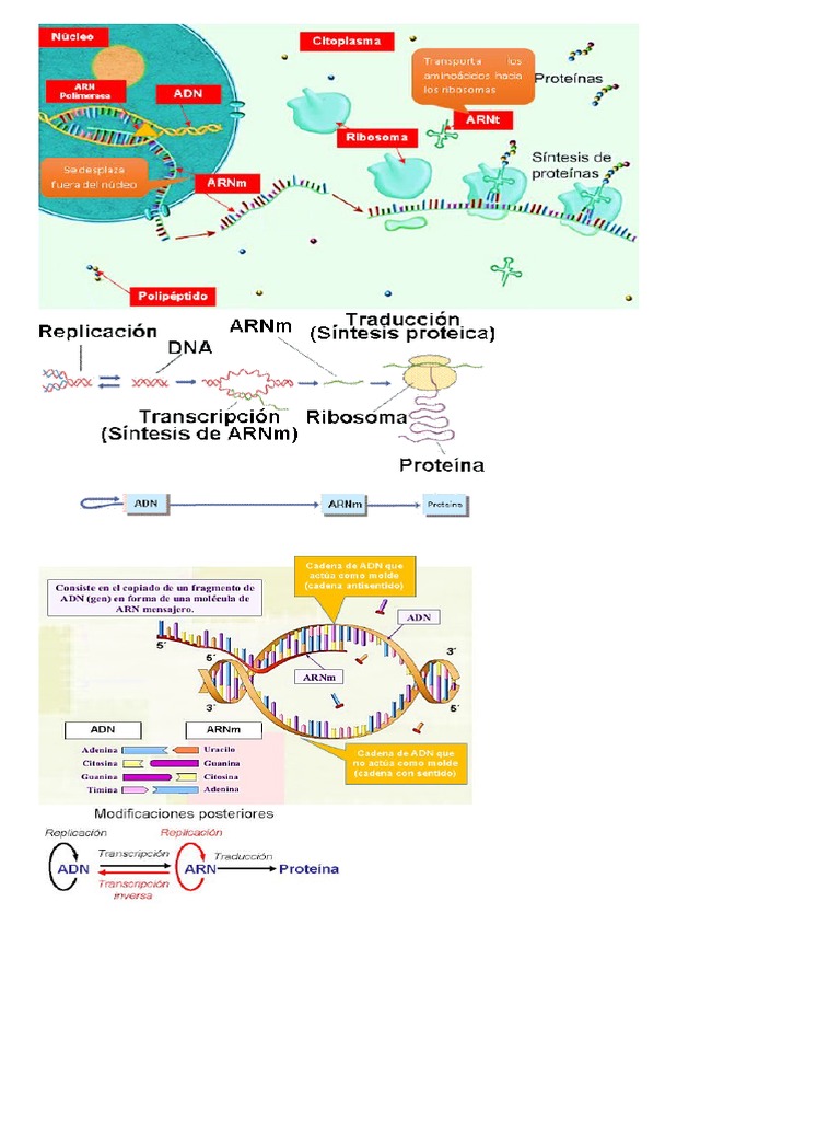 Sintesis De Proteinas Pdf