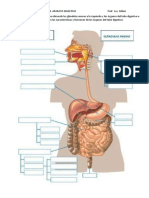 P18-+Aparato+digestivo