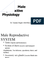 Male Reproductive System, Spermatogensis, Sperm