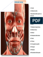 MúSCULO DA EXPRESSÃO FACIAL