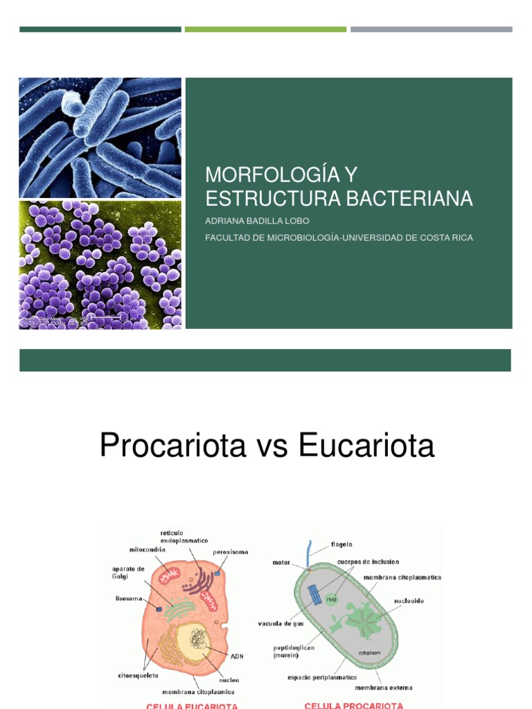 2019 Morfología y Estructura Bacteriana | PDF | Las bacterias ...