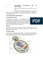 Los Microorganismos Encargados de La Fermentación Del Etanol