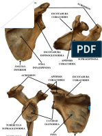 Estructuras anatómicas de la escápula y el hombro