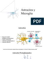 Astrocitos