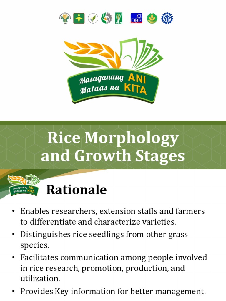 Rice Morphology and Growth Stages Guide | PDF | Rice | Seedling