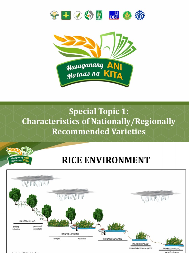 Characteristics of RC 218 Rice Variety | PDF | Rice | East Asian Cuisine