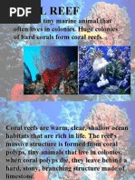 Download Coral reef by mmt904 SN6062865 doc pdf