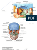 Anatomia e fisiologia do olho humano