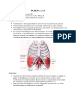 Diafragma