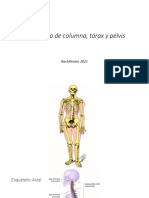 Clase 2 Osteología de Columna Vertebra, Torax y Pelvis Bachillerato 2021