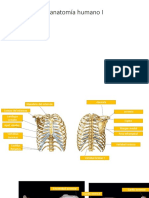 Anatomia Tarea Segundo Parcial