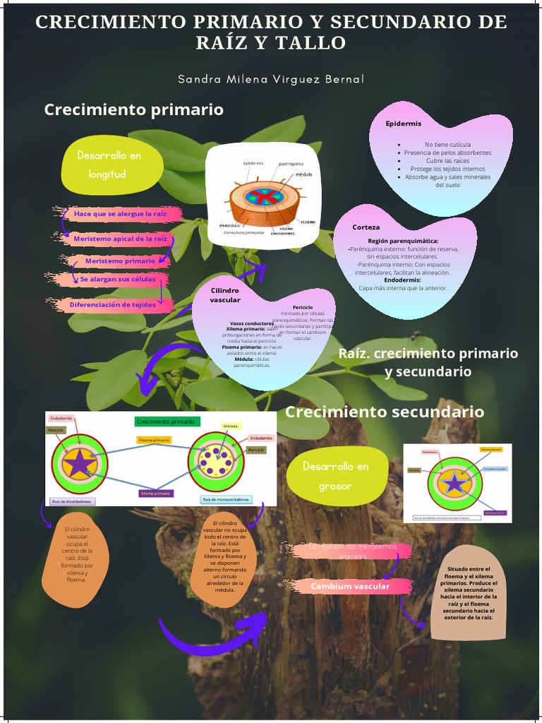 Crecimiento Primario y Secundario de Raíz y Tallo PDF