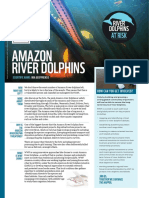 Amazon River Dolphin 2019